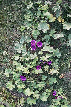 Malva sylvestris subsp. mauritiana \ Mauretanische Malve, D Mannheim 6.9.2013