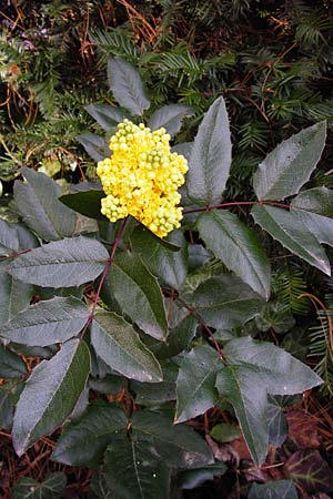 Mahonia aquifolium \ Gewhnliche Mahonie / Shining Oregon Grape, Tall Oregon Grape, D Mannheim-Neckarau 19.3.2014