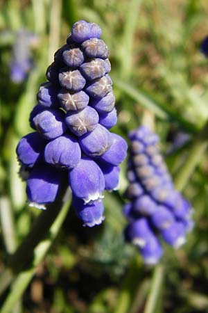 Muscari armeniacum \ Armenische Traubenhyazinthe / Armenian Grape Hyacinth, D Odenwald, Birkenau 20.3.2014