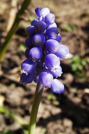 Muscari armeniacum \ Armenische Traubenhyazinthe / Armenian Grape Hyacinth, D Odenwald, Birkenau 20.3.2014