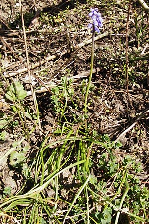 Muscari armeniacum \ Armenische Traubenhyazinthe, D Odenwald, Birkenau 20.3.2014