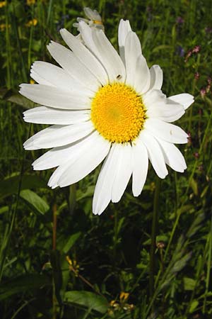 Leucanthemum vulgare \ Magerwiesen-Margerite, Frhe Wucherblume, D Ketsch 16.5.2014