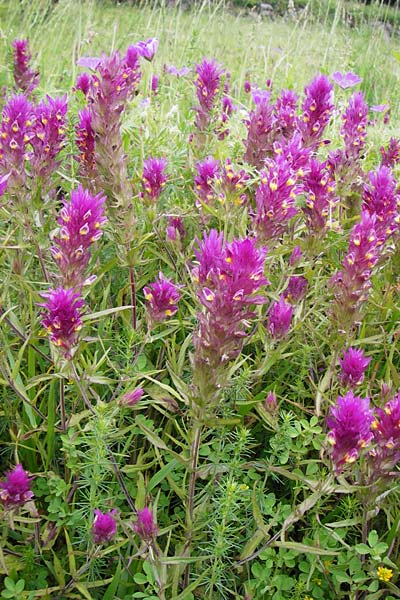 Melampyrum arvense \ Acker-Wachtelweizen / Field Cow-Wheat, D Hemsbach 27.5.2014