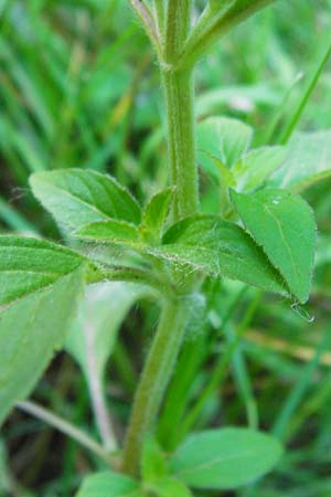 Mentha arvensis \ Acker-Minze / Corn Mint, D Odenwald, Fischbachtal-Steinau 25.6.2014