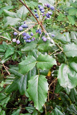 Mahonia aquifolium \ Gewhnliche Mahonie / Shining Oregon Grape, Tall Oregon Grape, D Alsbach 30.6.2014