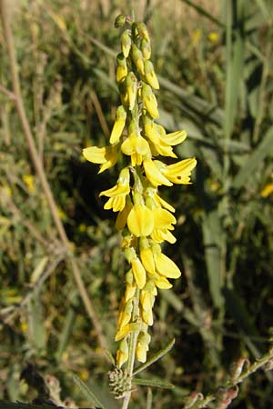 Melilotus altissimus \ Hoher Steinklee, Hoher Honigklee / Tall Melilot, D Gimbsheim 17.7.2014