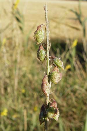 Melilotus altissimus \ Hoher Steinklee, Hoher Honigklee, D Gimbsheim 17.7.2014