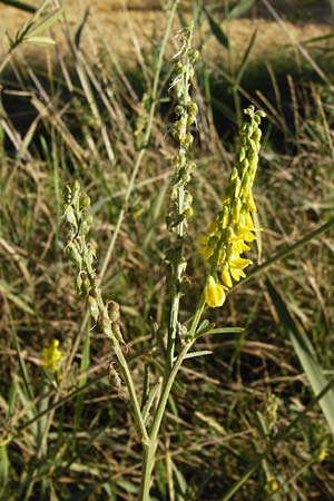 Melilotus altissimus \ Hoher Steinklee, Hoher Honigklee / Tall Melilot, D Gimbsheim 17.7.2014