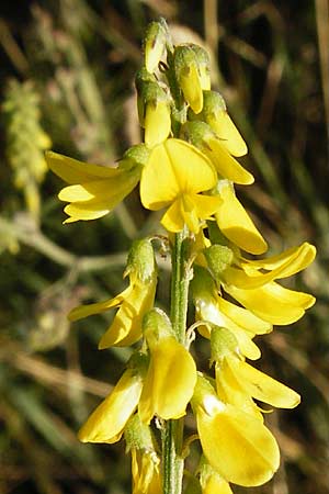 Melilotus altissimus \ Hoher Steinklee, Hoher Honigklee, D Gimbsheim 17.7.2014