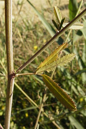 Melilotus altissimus \ Hoher Steinklee, Hoher Honigklee / Tall Melilot, D Gimbsheim 17.7.2014