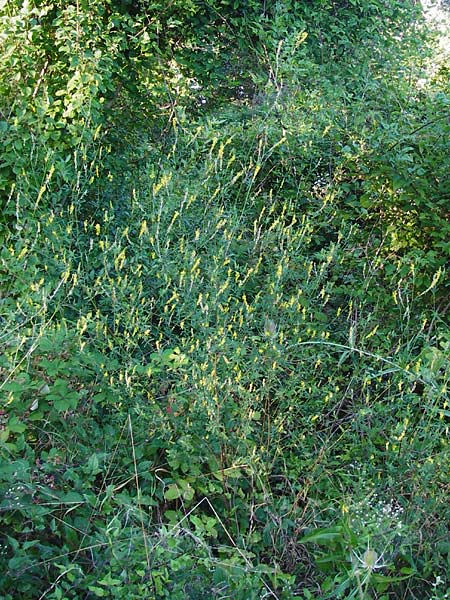 Melilotus altissimus \ Hoher Steinklee, Hoher Honigklee, D Gimbsheim 17.7.2014