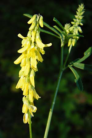 Melilotus altissimus \ Hoher Steinklee, Hoher Honigklee, D Gimbsheim 17.7.2014