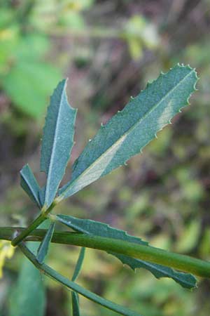 Melilotus altissimus \ Hoher Steinklee, Hoher Honigklee / Tall Melilot, D Gimbsheim 17.7.2014