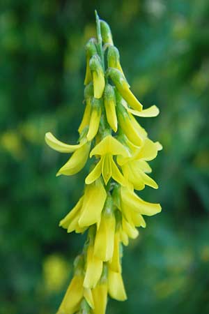 Melilotus altissimus \ Hoher Steinklee, Hoher Honigklee / Tall Melilot, D Gimbsheim 17.7.2014