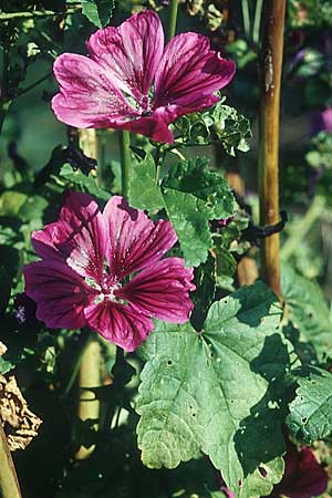 Malva sylvestris subsp. mauritiana \ Mauretanische Malve, D Mannheim 4.8.2005