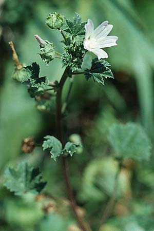 Malva neglecta \ Weg-Malve, Kleine Ksepappel / Dwarf Mallow, D Mannheim 28.8.2005