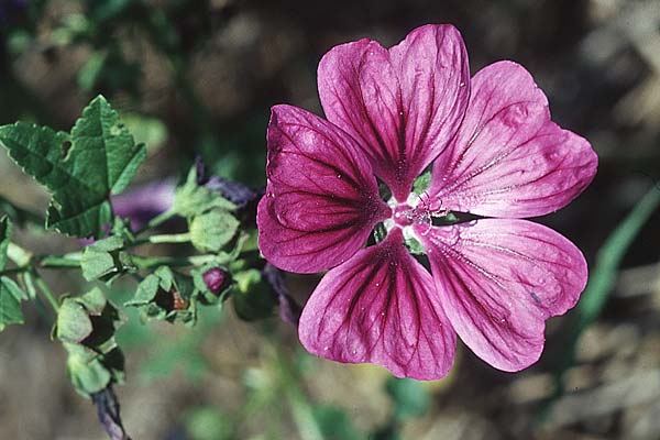 Malva sylvestris subsp. mauritiana \ Mauretanische Malve / Mallow-Tree, D Mannheim 28.8.2005