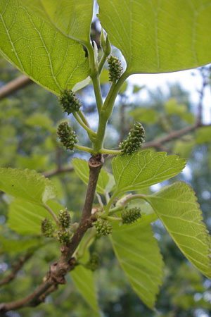 Morus alba / Chinese White Mulberry, D Mannheim 24.4.2009