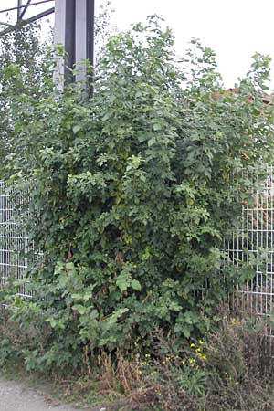 Morus alba \ Weier Maulbeerbaum / Chinese White Mulberry, D Mannheim 1.10.2009