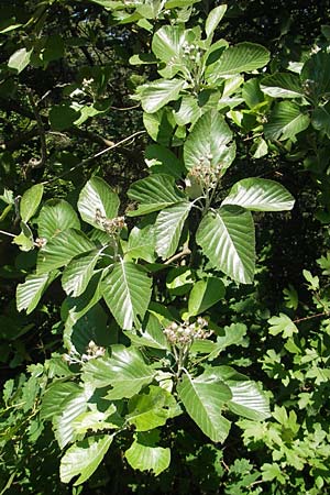 Sorbus aria \ Echte Mehlbeere, D Idar-Oberstein 3.6.2011