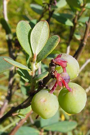 Vaccinium uliginosum \ Gewhnliche Moorbeere, D Schwarzwald, Kaltenbronn 7.7.2012