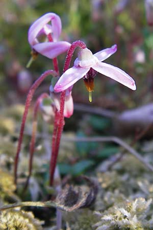 Vaccinium oxycoccos \ Gewhnliche Moosbeere / Common Cranberry, D Schwarzwald/Black-Forest, Kaltenbronn 18.6.2013