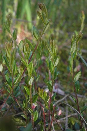 Vaccinium oxycoccos \ Gewhnliche Moosbeere / Common Cranberry, D Schwarzwald/Black-Forest, Kaltenbronn 18.6.2013