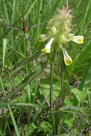 Melampyrum cristatum \ Kamm-Wachtelweizen / Crested Cow-Wheat, D Hurlach 8.6.2008