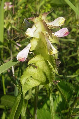 Melampyrum cristatum \ Kamm-Wachtelweizen / Crested Cow-Wheat, D Ketsch 22.5.2012