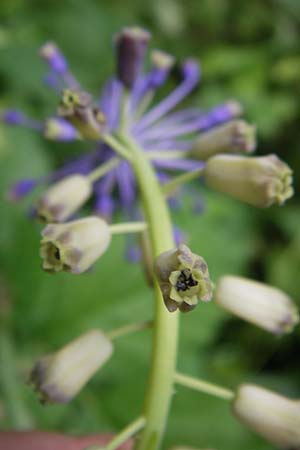 Muscari comosum / Tassel Hyacinth, D Weinheim an der Bergstraße 21.6.2013