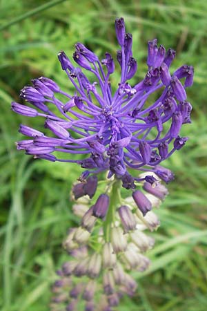 Muscari comosum \ Schopfige Traubenhyazinthe, D Weinheim an der Bergstraße 21.6.2013