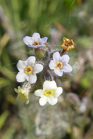 Myosotis discolor \ Buntes Vergissmeinnicht, Gelbes Vergissmeinnicht, D Wörth-Büchelberg 1.5.2009