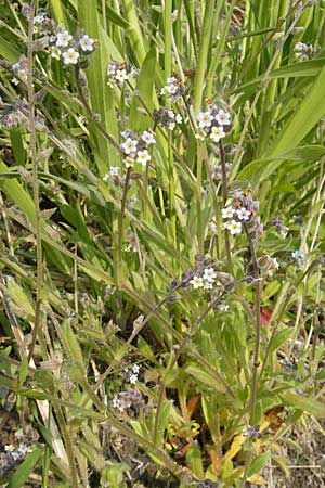 Myosotis discolor \ Buntes Vergissmeinnicht, Gelbes Vergissmeinnicht / Changing Forget-me-not, D Wörth-Büchelberg 1.5.2009