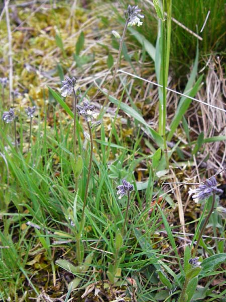 Myosotis discolor \ Buntes Vergissmeinnicht, Gelbes Vergissmeinnicht, D Wetzlar 26.4.2014