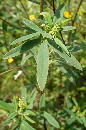 Melilotus dentatus / Small Flowered Melilot, D Oppenheim 9.8.2014