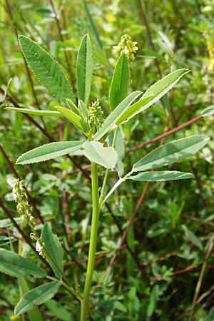 Melilotus dentatus \ Salz-Steinklee, Gezhnter Honigklee / Small Flowered Melilot, D Oppenheim 9.8.2014