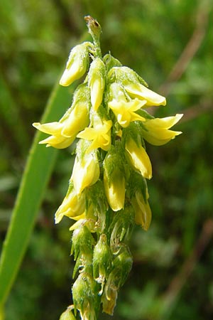 Melilotus dentatus \ Salz-Steinklee, Gezhnter Honigklee / Small Flowered Melilot, D Oppenheim 9.8.2014