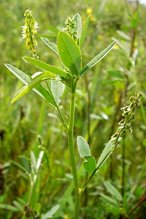 Melilotus dentatus \ Salz-Steinklee, Gezhnter Honigklee / Small Flowered Melilot, D Oppenheim 9.8.2014