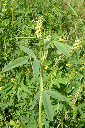 Melilotus dentatus \ Salz-Steinklee, Gezhnter Honigklee / Small Flowered Melilot, D Oppenheim 9.8.2014