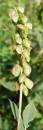 Melilotus dentatus \ Salz-Steinklee, Gezhnter Honigklee / Small Flowered Melilot, D Oppenheim 9.8.2014