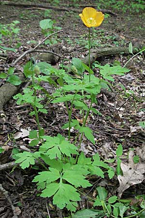 Meconopsis cambrica / Welsh Poppy, D Odenwald, Unterabtsteinach 20.5.2006