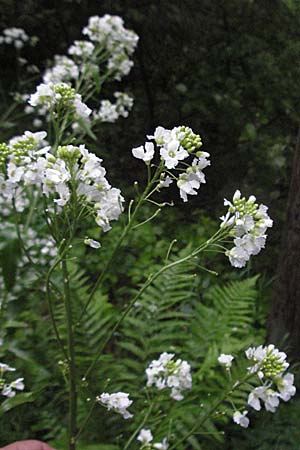 Armoracia rusticana / Horse Radish, D Odenwald, Hilsenhain 20.5.2006