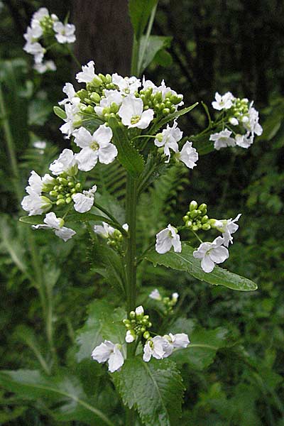 Armoracia rusticana \ Meerrettich / Horse Radish, D Odenwald, Hilsenhain 20.5.2006