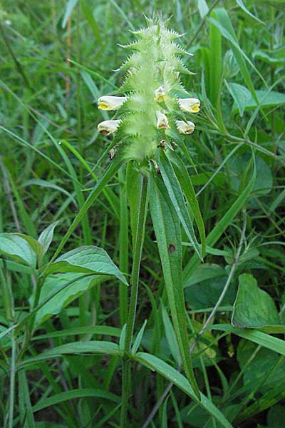 Melampyrum cristatum \ Kamm-Wachtelweizen / Crested Cow-Wheat, D Bruchsal 14.6.2006