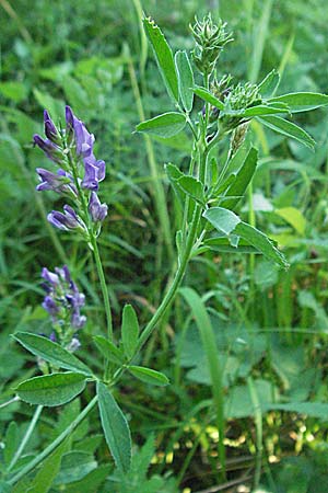 Medicago sativa / Lucerne, Alfalfa, D Bruchsal 14.6.2006