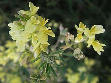 Medicago x varia \ Bastard-Luzerne / Sand Lucerne, D Mannheim 22.9.2006