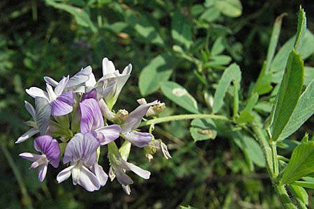 Medicago x varia \ Bastard-Luzerne / Sand Lucerne, D Mannheim 23.9.2006