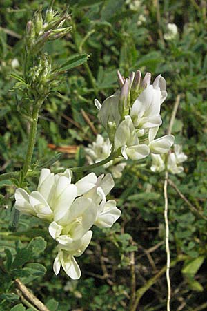 Medicago x varia \ Bastard-Luzerne / Sand Lucerne, D Mannheim 23.9.2006