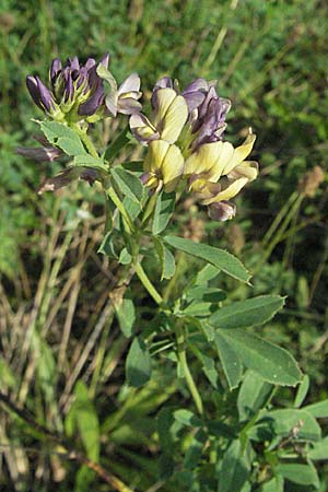 Medicago x varia, Sand Lucerne