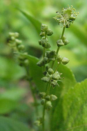 Mercurialis annua, Annual Mercury